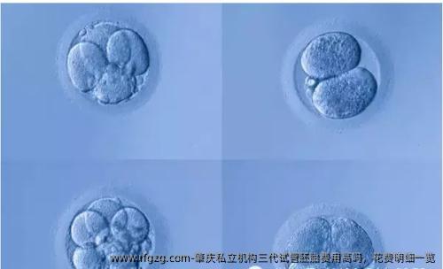 肇庆私立机构三代试管胚胎费用高吗，花费明细一览