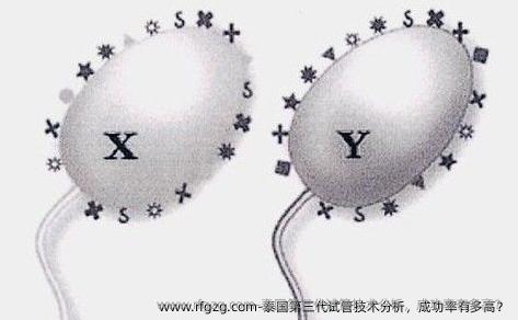 泰国第三代试管技术分析，成功率有多高？